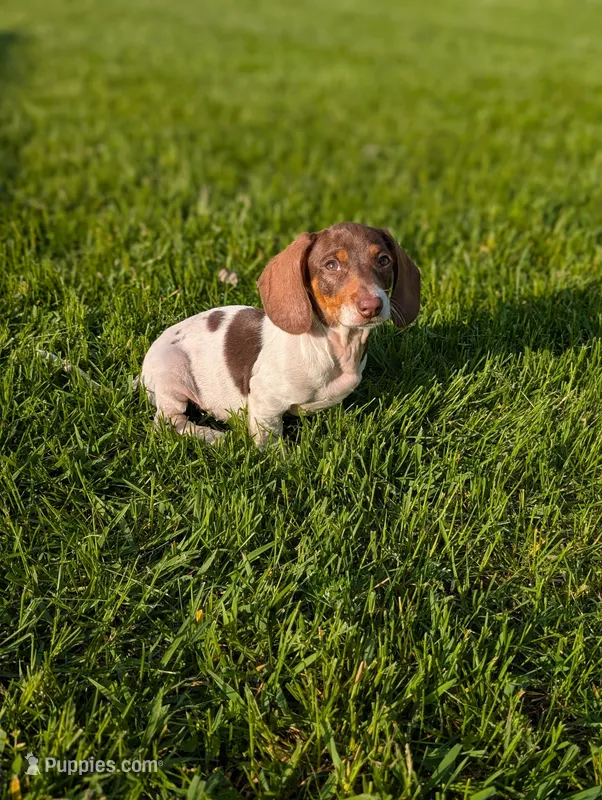 Thomas  – Miniature Dachshund puppy for sale in Bristol, IN