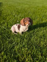 Thomas , a male Miniature Dachshund for sale in Bristol, IN – 1 of 8