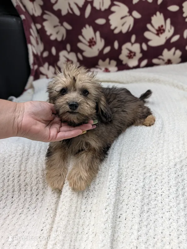 Francine – Havapoo puppy for sale in Bristol, IN
