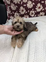 Francine, a female Havapoo for sale in Bristol, IN – 1 of 9