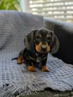 Titan , a male Miniature Dachshund for sale in Bristol, IN – 6 of 7