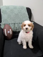 Woody, a male Poodle - Miniature  for sale in Bristol, IN – Photo 5 of 7