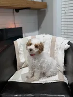 Woody, a male Poodle - Miniature  for sale in Bristol, IN – Photo 3 of 7