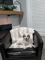 Woody, a male Poodle - Miniature  for sale in Bristol, IN – Photo 7 of 7