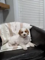 Woody, a male Poodle - Miniature  for sale in Bristol, IN – Photo 6 of 7