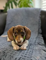 Thomas , a male Miniature Dachshund for sale in Bristol, IN – 5 of 8