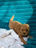 Victoria , a female Poodle - Toy  for sale in Bristol, IN – 6 of 6