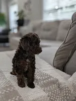 Maverick , a male Poodle - Miniature  for sale in Bristol, IN – 3 of 10