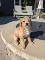 Hailey , a female Miniature Goldendoodle for sale in Bristol, IN – 2 of 8