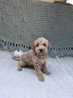 Harley , a female Miniature Goldendoodle for sale in Bristol, IN – 6 of 9