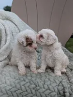 Julie , a female Shihpoo for sale in Bristol, IN – 6 of 6