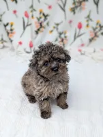 Galaxy , a female Poodle - Toy  for sale in Bristol, IN – Photo 1 of 5