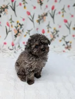 Galaxy , a female Poodle - Toy  for sale in Bristol, IN – Photo 5 of 5