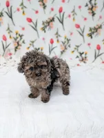 Galaxy , a female Poodle - Toy  for sale in Bristol, IN – Photo 4 of 5