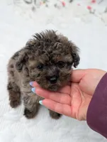 Galaxy , a female Poodle - Toy  for sale in Bristol, IN – Photo 3 of 5