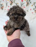 Galaxy , a female Poodle - Toy  for sale in Bristol, IN – Photo 2 of 5