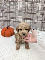 Randle, a male Miniature Goldendoodle for sale in Bristol, IN – 3 of 6