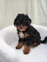 Cappuccino , a male Aussiedoodle and Poodle - Miniature  for sale in Bristol, IN – 6 of 8