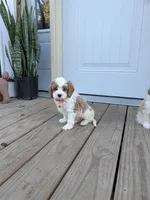 Patrick , a male Cavapoo for sale in Bristol, IN – 6 of 7