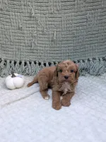 Ben, a female Cavapoo for sale in Bristol, IN – 3 of 5