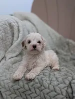 Jill, a female Shihpoo for sale in Bristol, IN – 4 of 5