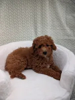 Cashew , a male Aussiedoodle and Poodle - Miniature  for sale in Bristol, IN – 3 of 4