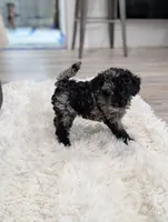 Marley, a male Poodle - Miniature  for sale in Bristol, IN – 3 of 10