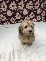 Fiona, a female Havapoo for sale in Bristol, IN – 2 of 10