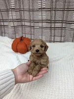 Ronnie, a male Miniature Goldendoodle for sale in Bristol, IN – 2 of 4