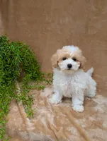 Kylie , a female Bichpoo for sale in Bristol, IN – 4 of 6