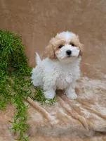 Kylie , a female Bichpoo for sale in Bristol, IN – 3 of 6