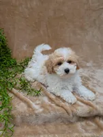Kylie , a female Bichpoo for sale in Bristol, IN – 1 of 6
