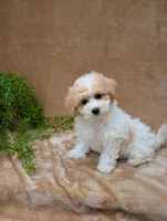 Kylie , a female Bichpoo for sale in Bristol, IN – 2 of 6