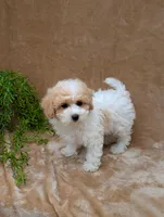 Kylie , a female Bichpoo for sale in Bristol, IN – 6 of 6