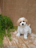 Kylie , a female Bichpoo for sale in Bristol, IN – 5 of 6