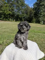 Mcallister , a male Poodle - Miniature  for sale in Bristol, IN – 4 of 10