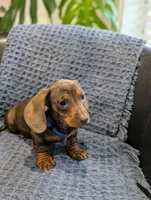 Tiny, a male Miniature Dachshund for sale in Bristol, IN – 5 of 6