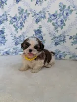 Flower , a female Shih Tzu for sale in Bristol, IN – 2 of 5