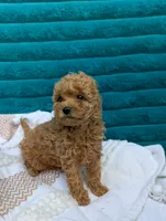 Victoria , a female Poodle - Toy  for sale in Bristol, IN – 3 of 6