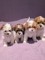 Ariel , a female Shihpoo for sale in Bristol, IN – 7 of 7