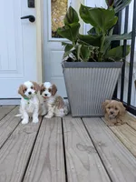 Patrick , a male Cavapoo for sale in Bristol, IN – 7 of 7