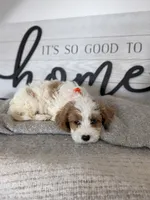 Patrick , a male Cavapoo for sale in Bristol, IN – 4 of 7