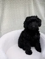 Cupcake , a female Aussiedoodle and Poodle - Miniature  for sale in Bristol, IN – 2 of 5