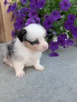 Twix, a male Pembroke Welsh Corgi for sale in Bristol, IN – 5 of 6