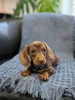 Tiny, a male Miniature Dachshund for sale in Bristol, IN – 4 of 6