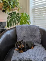 Titan , a male Miniature Dachshund for sale in Bristol, IN – 7 of 7
