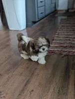 Faya, a female Shih Tzu for sale in Bristol, IN – 5 of 6