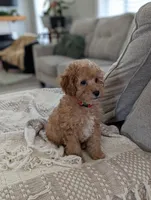 Tucker , a male Cavapoo for sale in Bristol, IN – Photo 7 of 8