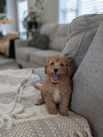 Tucker , a male Cavapoo for sale in Bristol, IN – Photo 8 of 8