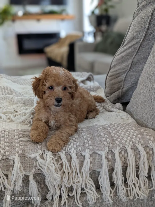 Tucker  – Cavapoo puppy for sale in Bristol, IN